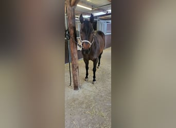 Quarterhäst, Hingst, 7 år, 152 cm, Black