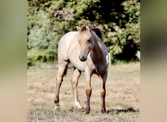 Quarterhäst, Hingst, Föl (03/2023), 130 cm, Gulbrun