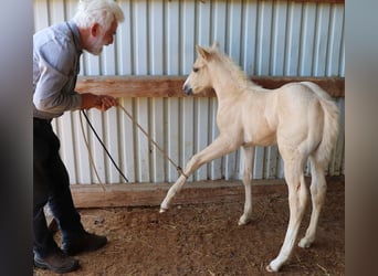 American Quarter Horse, Hengst, Fohlen (05/2024), 150 cm, Palomino