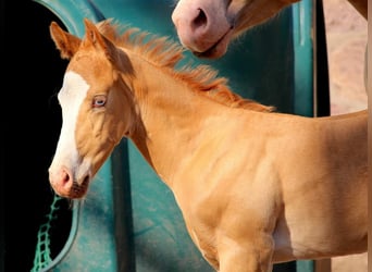 Quarterhäst, Hingst, Föl (05/2023), 157 cm, Champagne