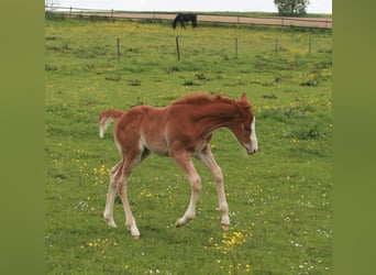 Quarterhäst, Hingst, Föl (04/2023), fux