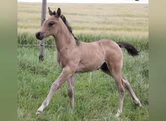 Quarterhäst, Hingst, Föl (05/2024), Gulbrun