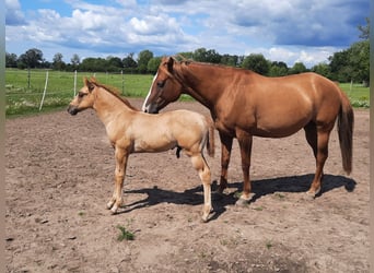 Quarterhäst, Hingst, Föl (06/2023), Isabellblack