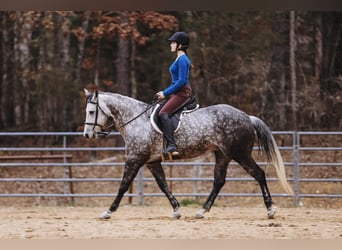 Quarterhäst, Sto, 10 år, 152 cm, Grå