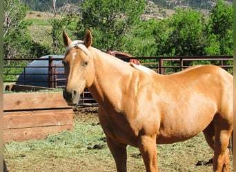 Quarterhäst, Sto, 11 år, 147 cm, Palomino