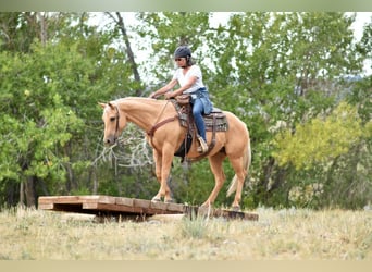 Quarterhäst, Sto, 11 år, 147 cm, Palomino
