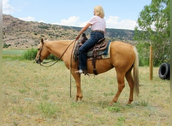 Quarterhäst, Sto, 11 år, 147 cm, Palomino