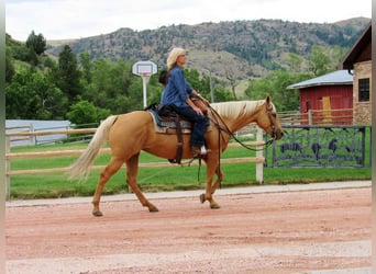 Quarterhäst, Sto, 11 år, 147 cm, Palomino