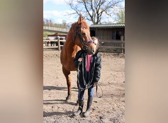 Quarterhäst, Sto, 11 år, 149 cm, fux