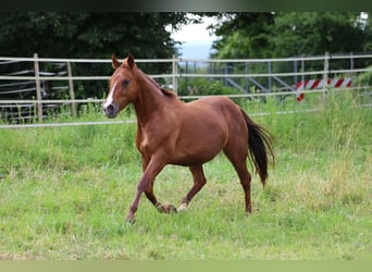 Quarterhäst, Sto, 11 år, 150 cm, fux