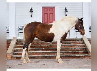 Quarterhäst, Sto, 11 år, 157 cm, Tobiano-skäck-alla-färger
