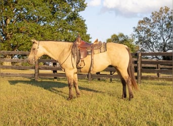 Quarterhäst, Sto, 12 år, 155 cm, Gulbrun