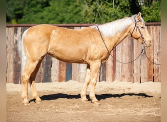 Quarterhäst, Sto, 12 år, Palomino