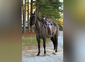 Quarterhäst, Sto, 13 år, 147 cm, Black