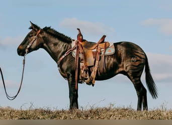 Quarterhäst, Sto, 14 år, 142 cm, Black