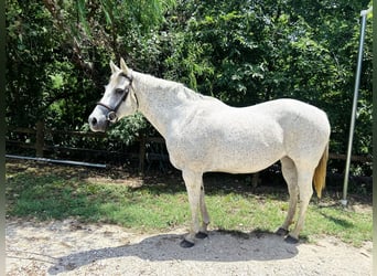 Quarterhäst, Sto, 14 år, 142 cm, Grå-flugskimmel