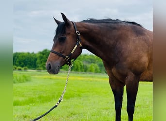 Quarterhäst, Sto, 14 år, 155 cm, Brun