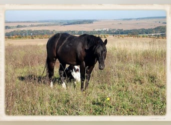 Quarterhäst, Sto, 15 år, 150 cm, Rökfärgad svart