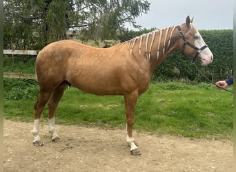 Quarterhäst, Sto, 15 år, 153 cm, Fux