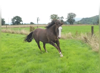 Quarterhäst, Sto, 15 år, 153 cm, Fux