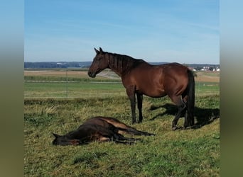 Quarterhäst, Sto, 15 år, 155 cm, Brun