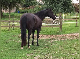 Quarterhäst, Sto, 17 år, 150 cm, Svart