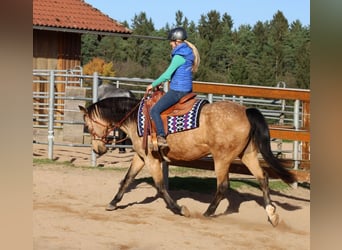 Quarterhäst, Sto, 17 år, 154 cm, Gulbrun