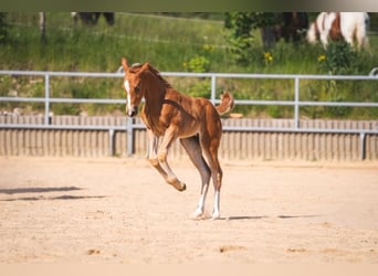 Quarterhäst, Sto, 1 år, 122 cm, fux