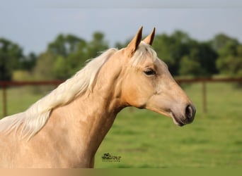 Quarterhäst, Sto, 1 år, 137 cm, Palomino