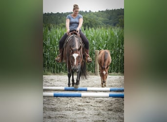 Quarterhäst, Sto, 1 år, 141 cm, Brun