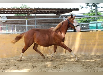 Quarterhäst, Sto, 1 år, 146 cm, fux