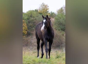 Quarterhäst, Sto, 1 år, 146 cm, Mörkbrun