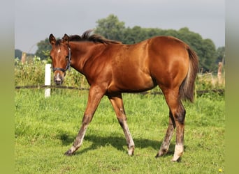 Quarterhäst, Sto, 1 år, 148 cm, Brun