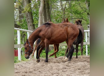 Quarterhäst, Sto, 1 år, 148 cm, Brun