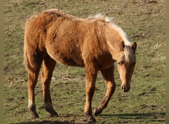 Quarterhäst, Sto, 1 år, 148 cm, Palomino