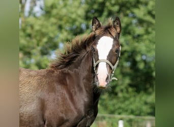 Quarterhäst, Sto, 1 år, 148 cm, Svart