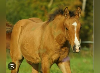 Quarterhäst, Sto, 1 år, 150 cm, Gulbrun