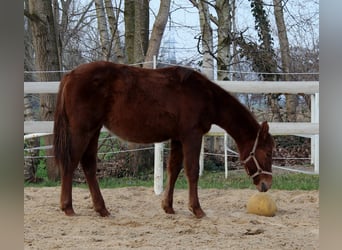 Quarterhäst, Sto, 1 år, 151 cm, Fux
