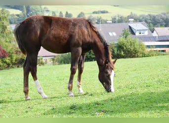 Quarterhäst, Sto, 1 år, 151 cm, Mörkbrun