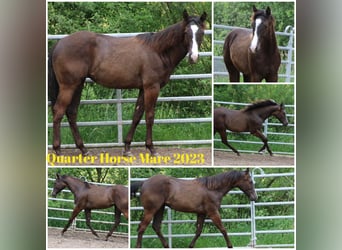 Quarterhäst, Sto, 1 år, 155 cm, Mörkbrun