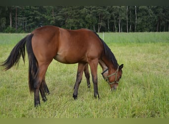 Quarterhäst, Sto, 1 år, 155 cm, Rökfärgad svart