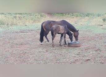 Quarterhäst, Sto, 20 år, 145 cm, Mörkbrun