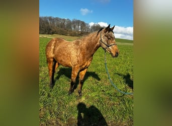 Quarterhäst, Sto, 2 år, 147 cm, Gulbrun