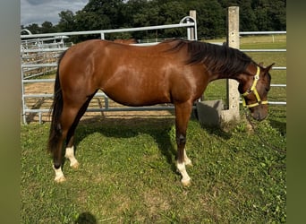 American Quarter Horse, Stute, 2 Jahre, 150 cm, Brauner