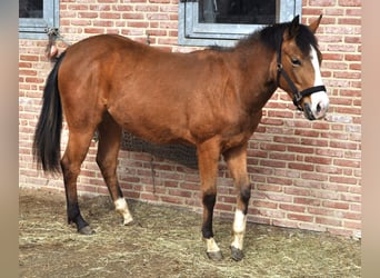 Quarterhäst, Sto, 2 år, 150 cm, Gulbrun