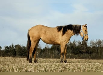 Quarterhäst, Sto, 2 år, 150 cm, Isabellblack