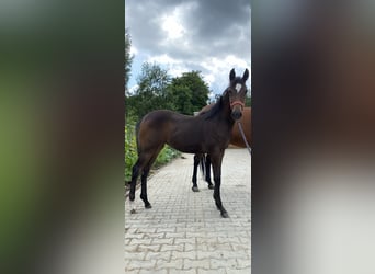 Quarterhäst Blandning, Sto, 2 år, 152 cm, Mörkbrun