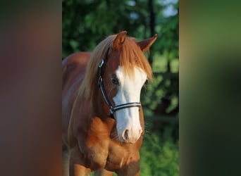 Quarterhäst, Sto, 2 år, 152 cm, Overo-skäck-alla-färger