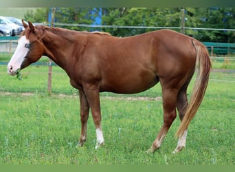 Quarterhäst, Sto, 2 år, 152 cm, Overo-skäck-alla-färger