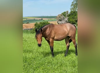 Quarterhäst, Sto, 2 år, 154 cm, Brunskimmel